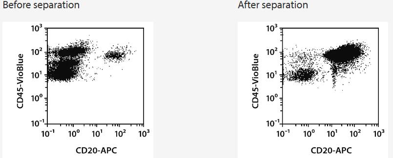 Separation of a whole blood sample using the StraightFrom Whole Blood CD19 MicroBeads and the MultiMACS Cell24 Separator Plus with the Single-Column Adapter and Whole Blood Columns without washing step after labeling. Cells were fluorescently stained with CD20‑APC as well as CD45‑VioBlue and analyzed by flow cytometry using the MACSQuant Analyzer. Cells were triggered via CD45-VioBlue, cell debris and dead cells were excluded from the analysis based on scatter signals and propidium iodide fluorescence.